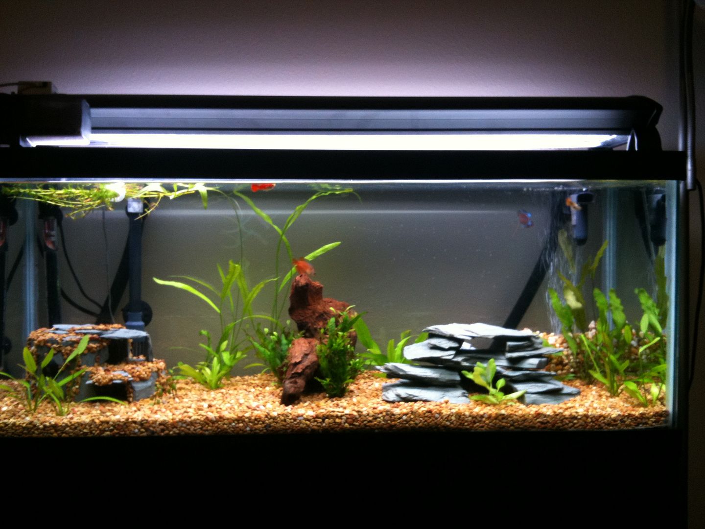 How Much Does A 20 Gallon Fish Tank Cost It's large enough to have a